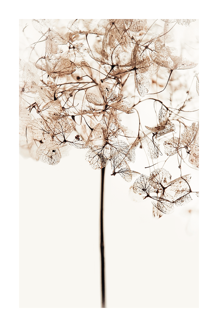 Brown Dry Leaves Poster