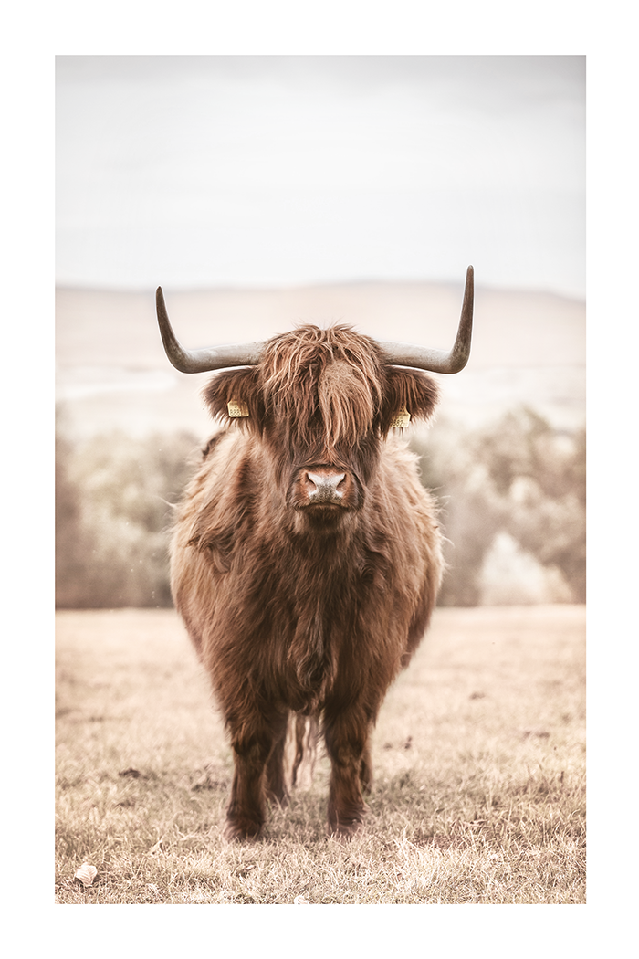 Highland Cow Poster No.2