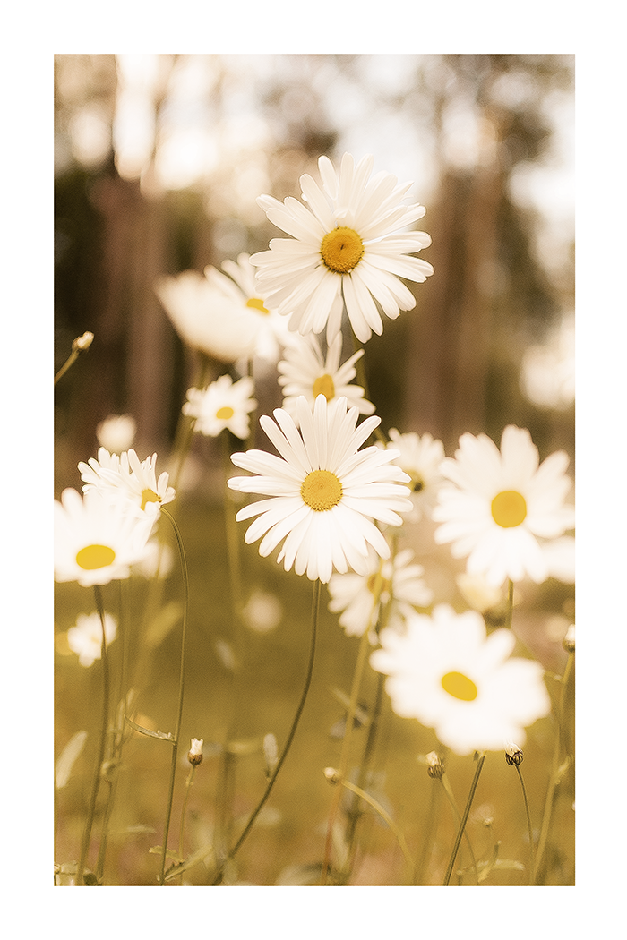 Warm Daisy Poster