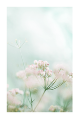 Milkweed in Hazy Poster