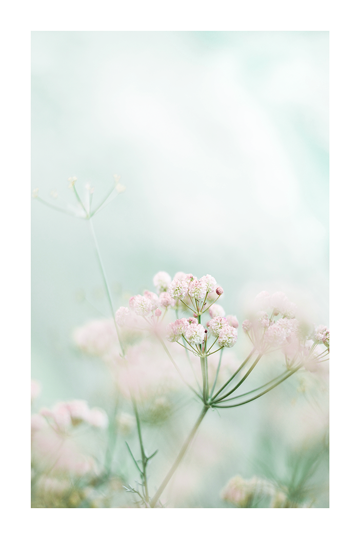 Milkweed in Hazy Poster