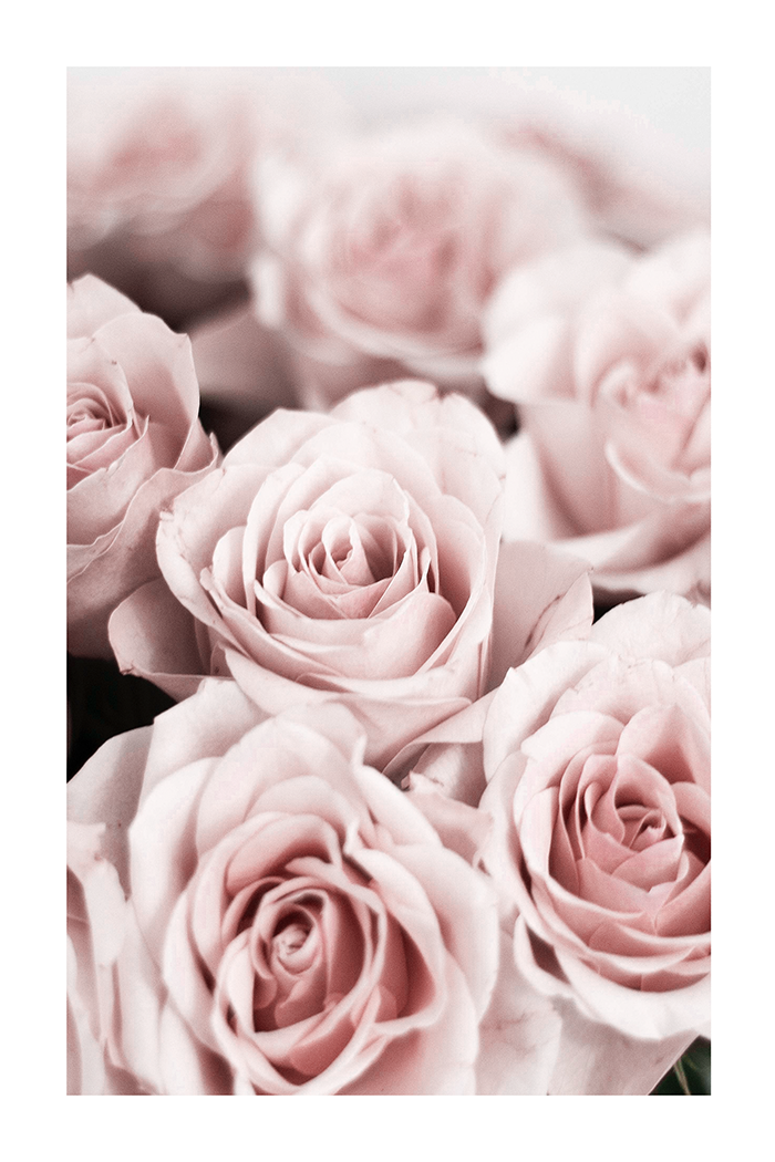 Light Pink Roses Poster