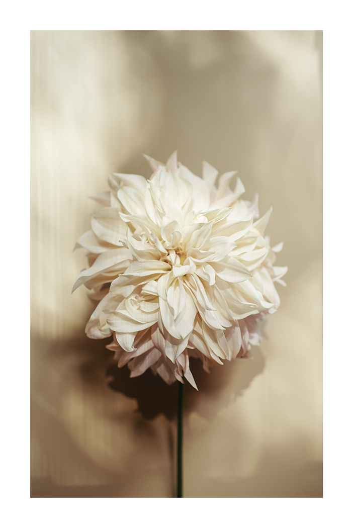 Dahlia Detail Poster