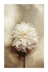 Dahlia Detail Poster