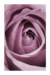 Purple Rose Detail Poster