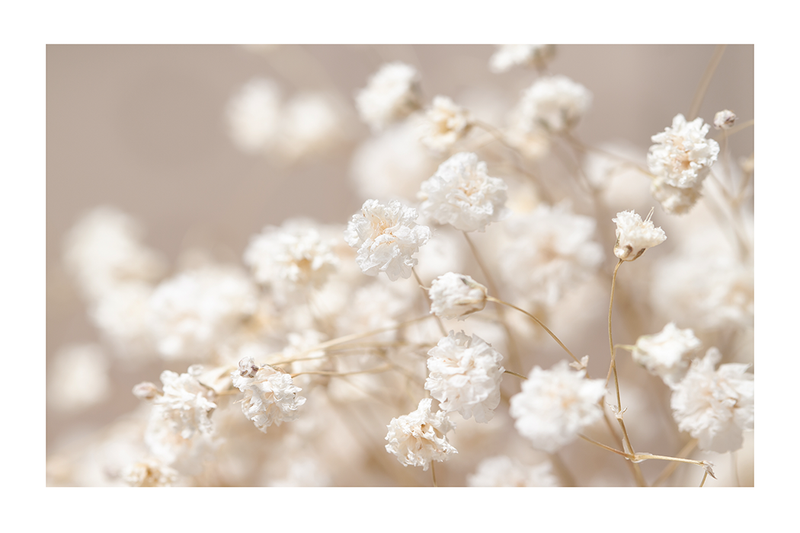 Dry White Flowers Poster