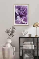 Purple Carnation Poster