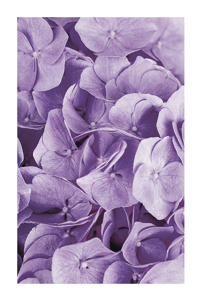 Purple Hydrangea Petal Poster