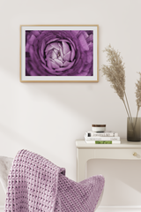 Purple Rose Budding Poster