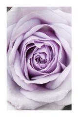 Light Purple Rose Poster