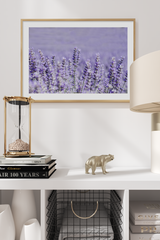 Lavender Bush Poster