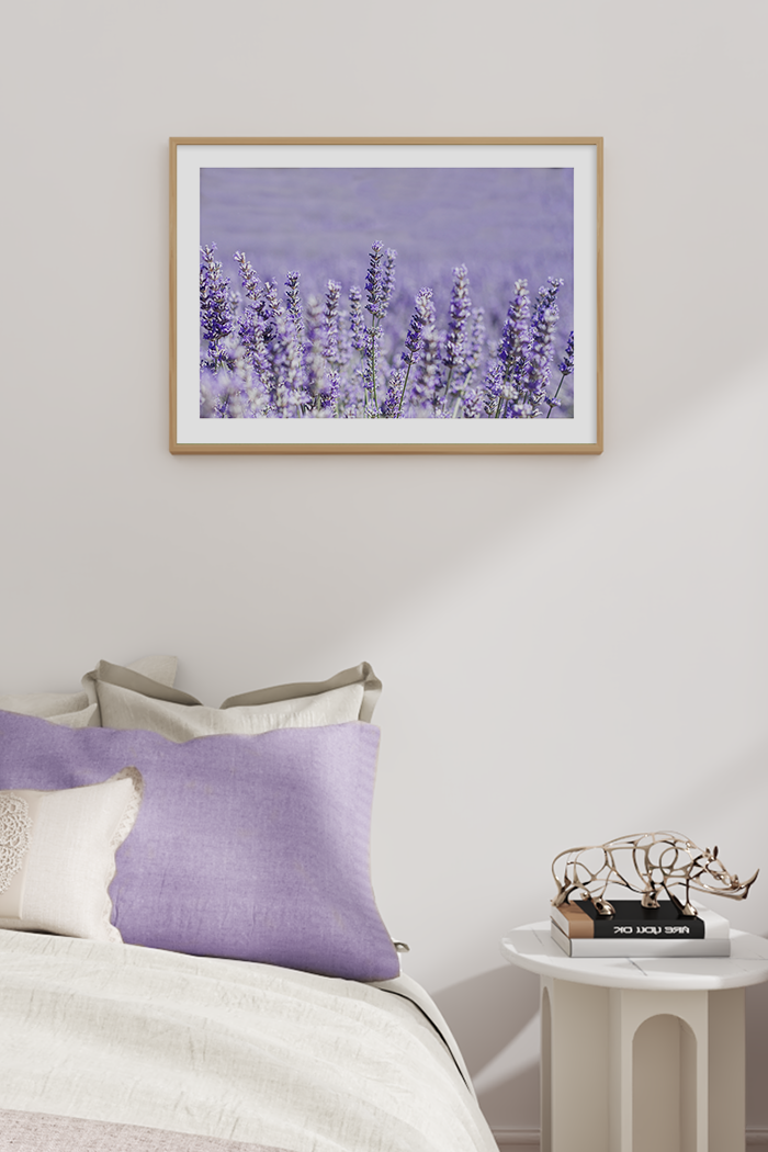 Lavender Bush Poster