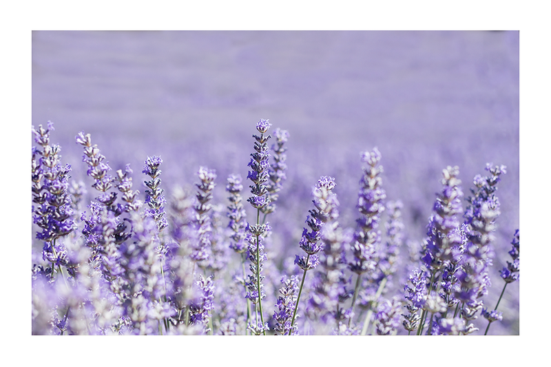 Lavender Bush Poster