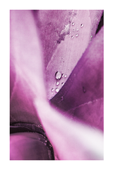 Purple Petal Detail Poster No.2