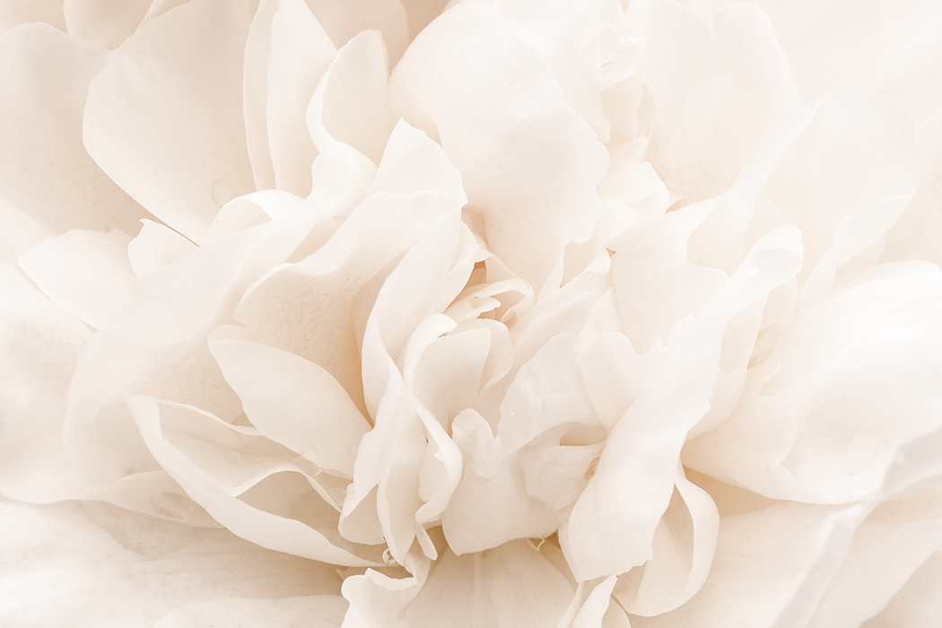 Blooming White Flower Poster