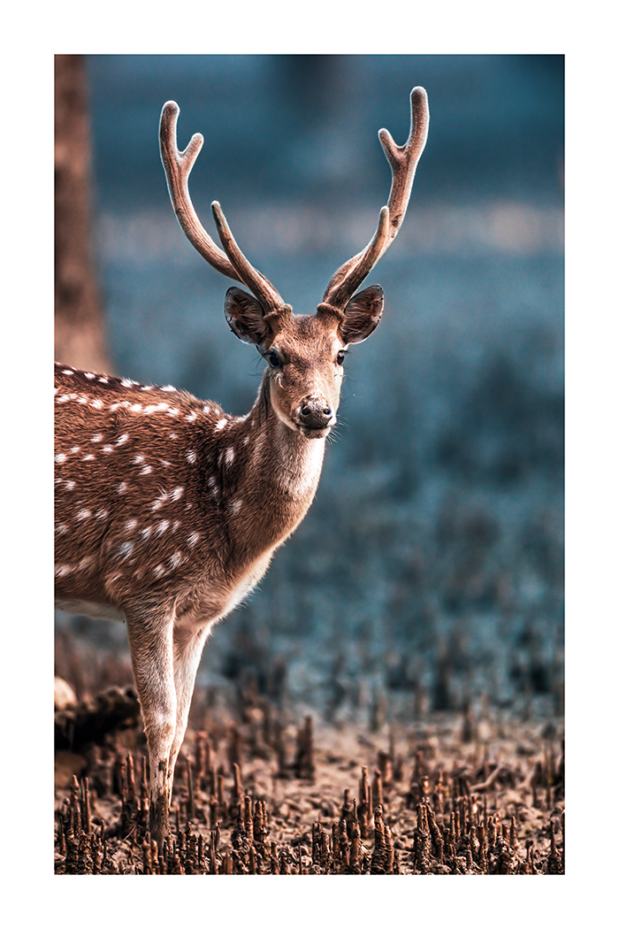 Sika Deer Poster