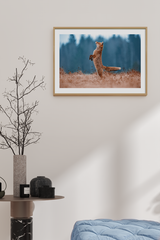 Tiptoe Fox Poster