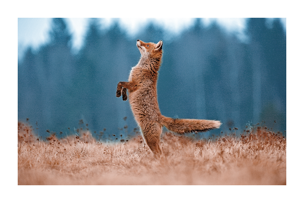 Tiptoe Fox Poster