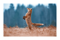 Tiptoe Fox Poster