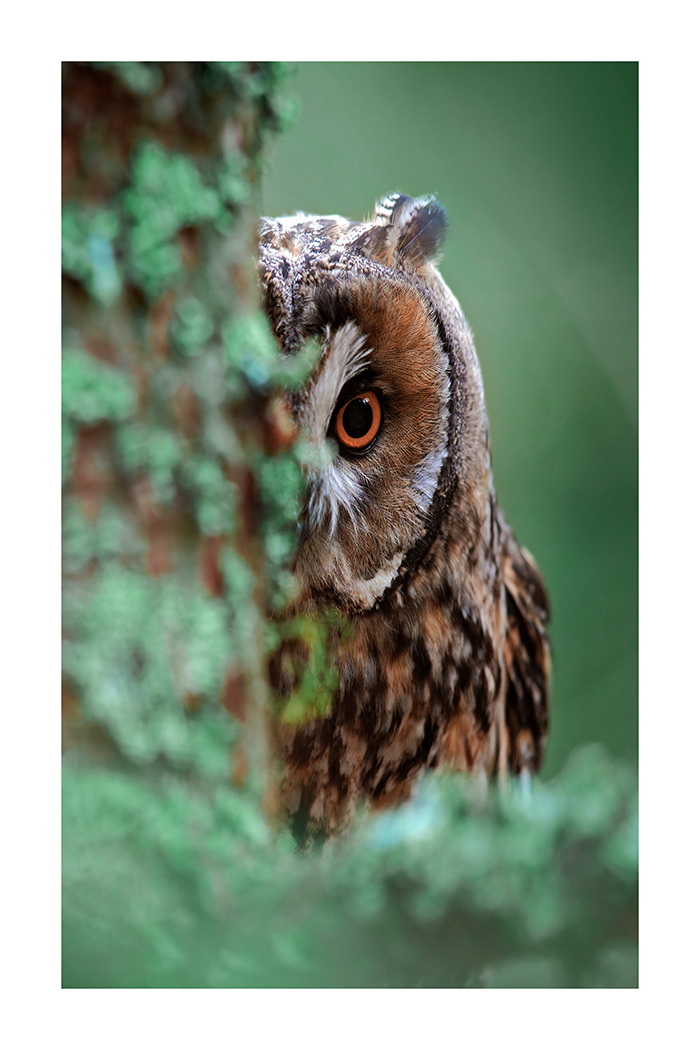 Owl Behind the Tree Poster