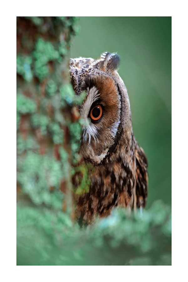 Owl Behind the Tree Poster