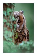 Owl Behind the Tree Poster