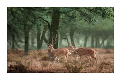 Skinny Sika Deer Poster