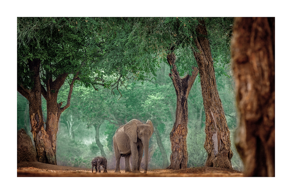 Mother and Baby Elephant Poster