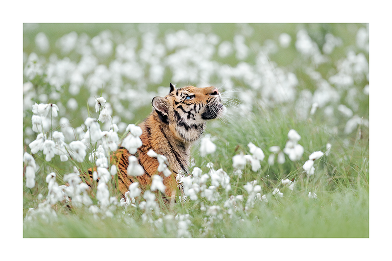 Tiger in Flower Bush Poster