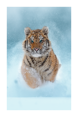 Little Tiger Poster