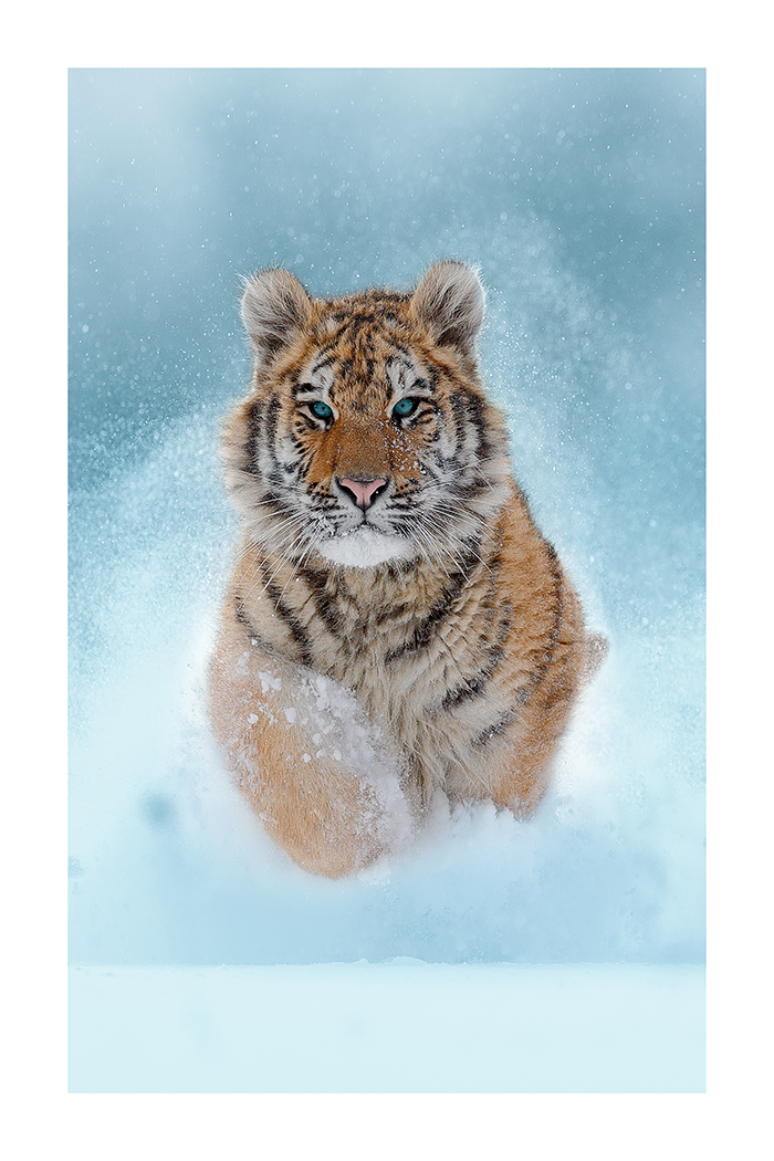 Little Tiger Poster