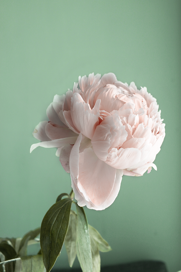 A Gentle Peony Poster