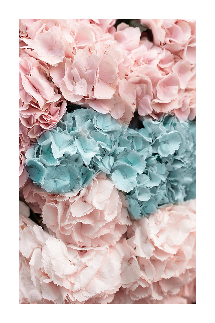 Pink Cyan Flower Poster