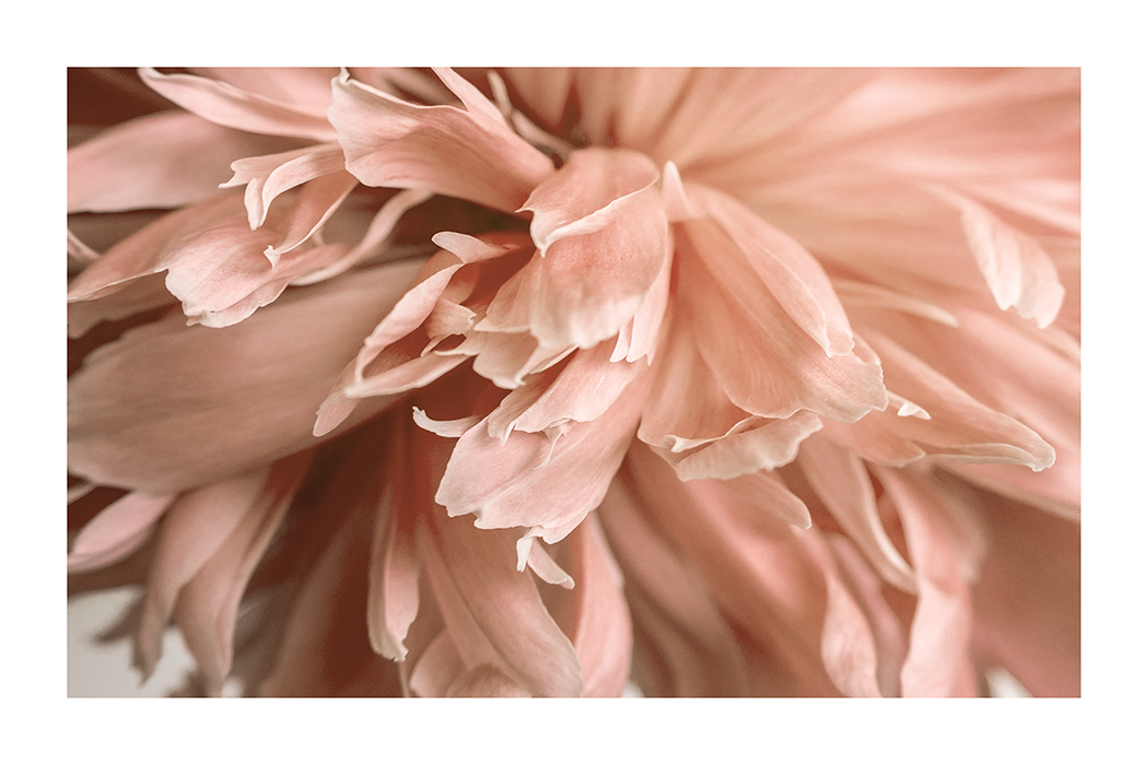 Pink Paeonia Poster