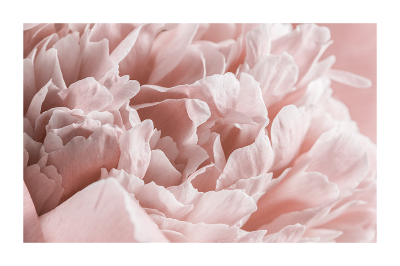 Pink Petals Close Up Poster