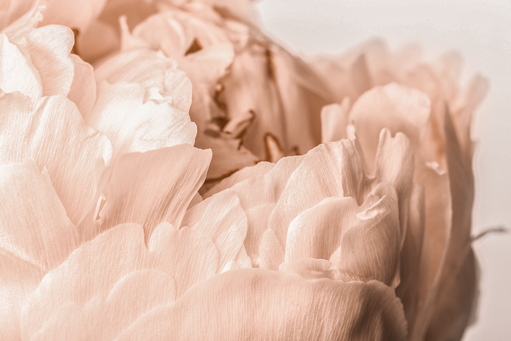 Petals Photography Poster