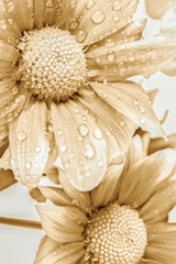 Yellow Gerbera Poster