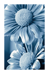 Dark Blue Gerbera Poster