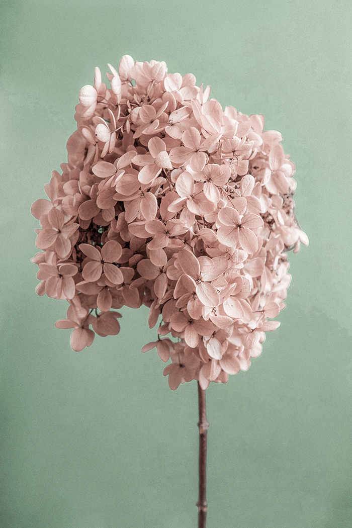 A Bunch of Hydrangea Poster