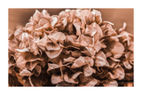 Brown Bouquet Poster