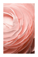 Light Pink Rose Detail Poster