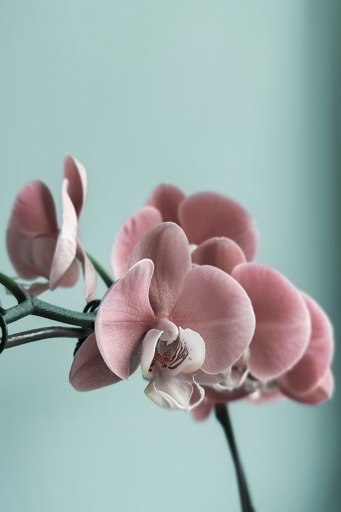 Pink Orchid Poster