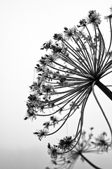 Black Cow Parsnip Poster
