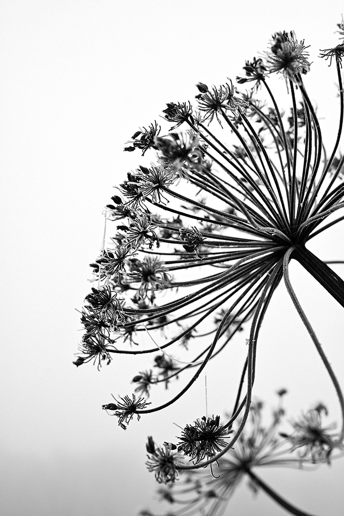 Black Cow Parsnip Poster