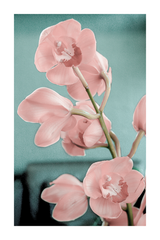 Pink Orchid Poster