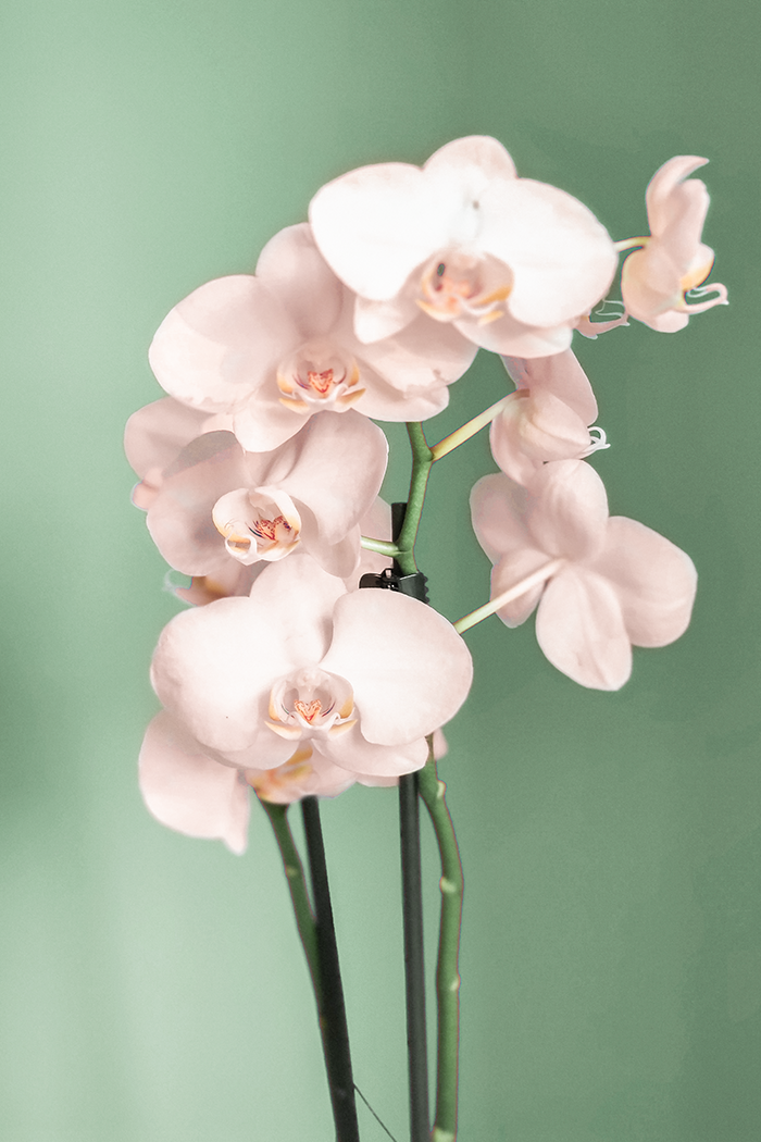 Light Pink Orchid Poster