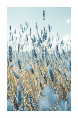 Light Blue Lavenders Poster