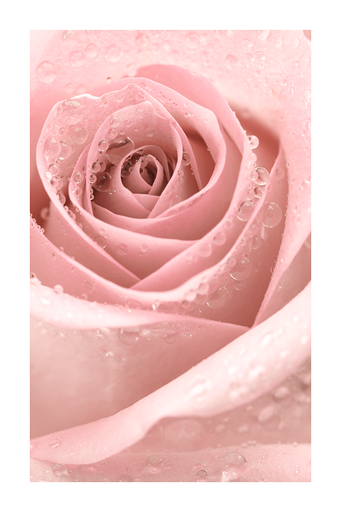 Dew on the Rose Poster