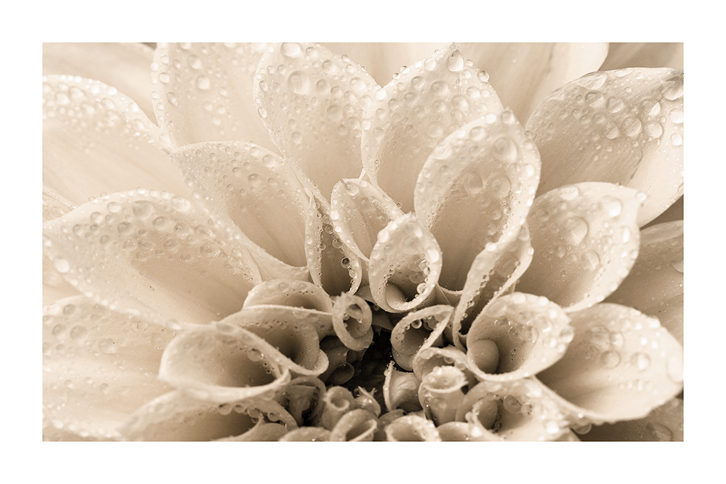 Beige Dahlia Poster