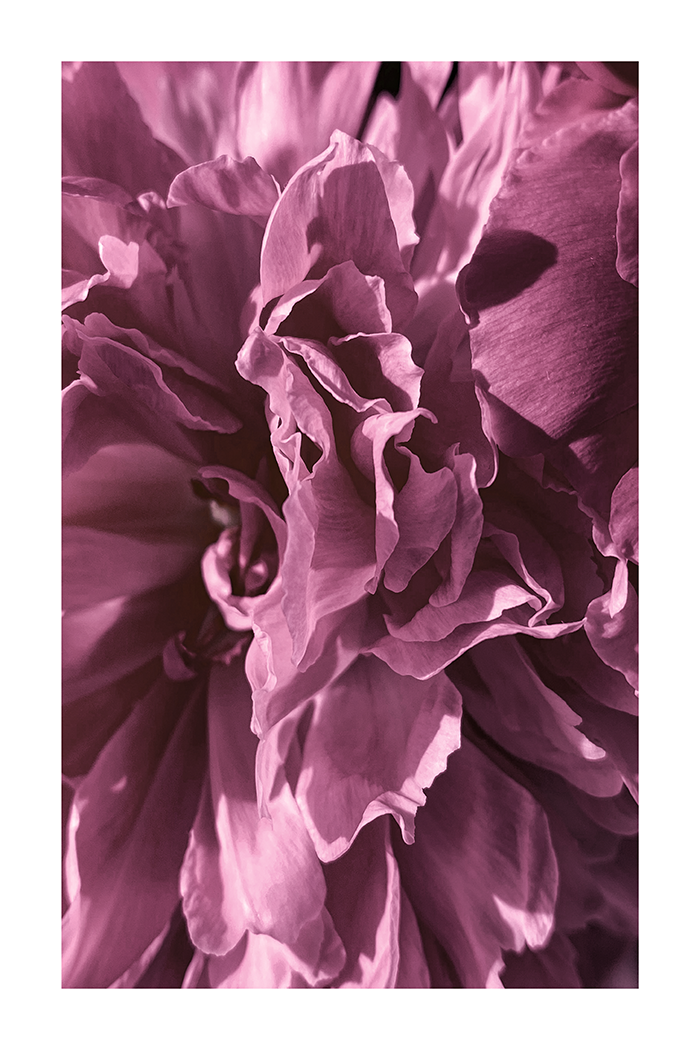 Pinky Purple Petals Poster